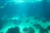 Oceanul