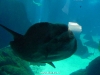 Sun Fish
