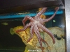 Oceanario de Lisboa